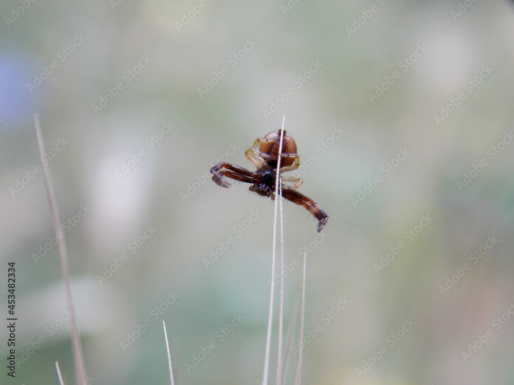 a small brown spider on a blade of grass