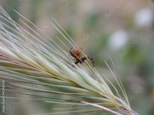 a small brown spider on a blade of grass