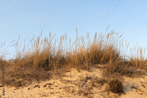 Fototapeta Naklejka Na Ścianę i Meble -  Sand dunes on the beach, Praia do Garrão, Almancil, Algarve