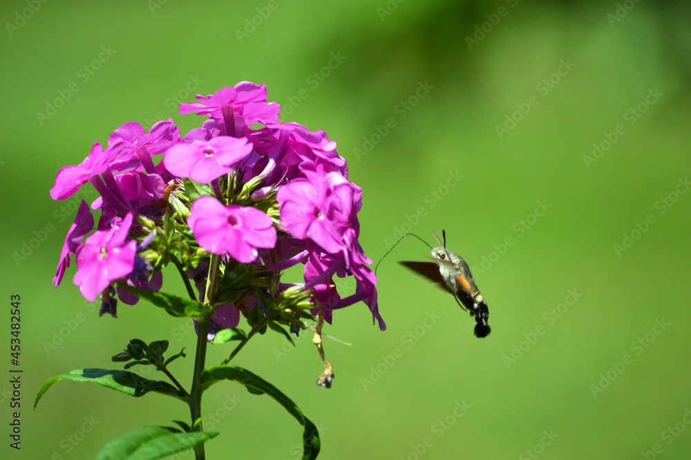beetle and pink flowers in spring beetle and pink flowers in spring