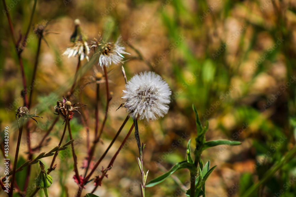 Israel wildflowers, dandelion in the field