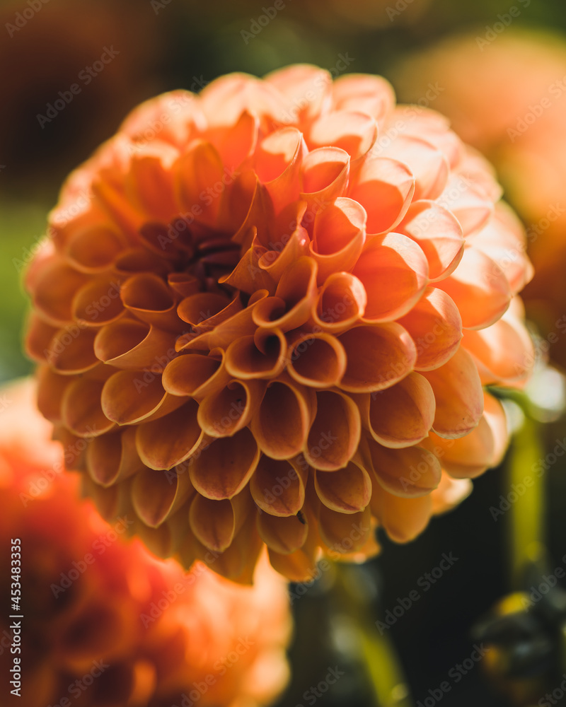orange dahlia flower