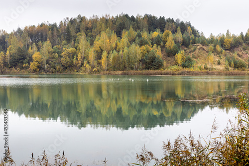 Hilly area by the lake with mirrored reflection in calm water in which white swans swim. Autumn landscape of lake and mixed forest of green, orange and yellow colors. Symmetrical landscape