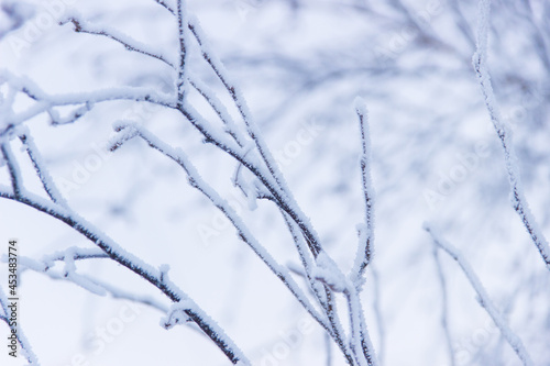 Frozen branches in frost in winter