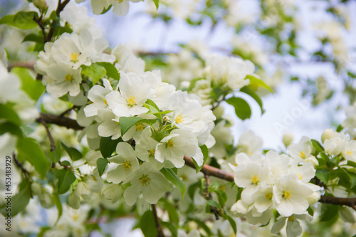 Apple blossoms on a tree spring