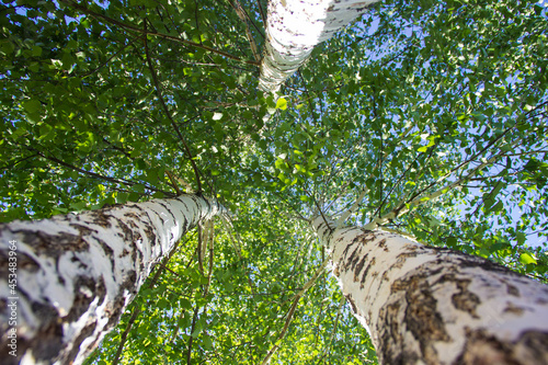 Tall birch trees from bottom to top photo