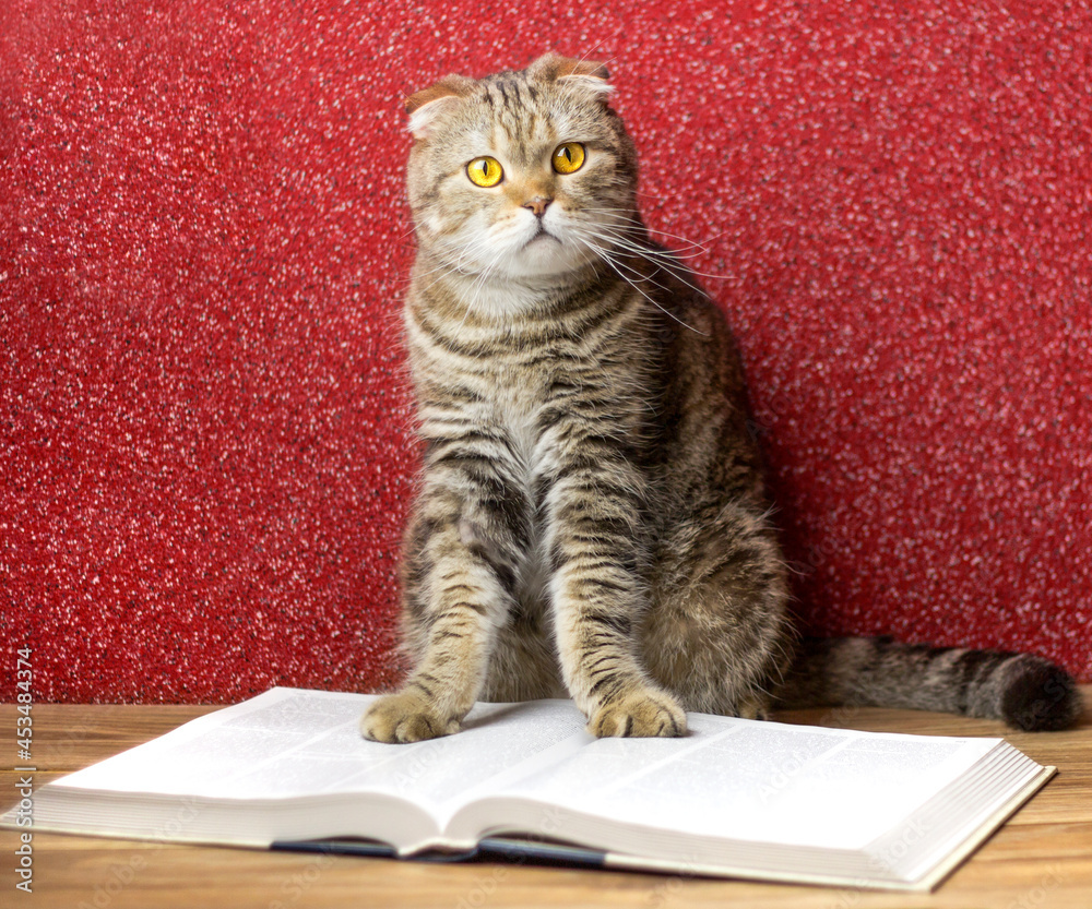 The cat sits on a large book on a burgundy background. The cat sits on a large book on a burgundy background.