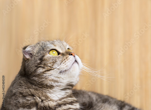 Portrait of a cat on a wooden background. © OLGA RA