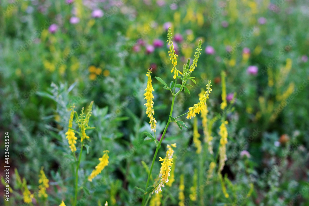 Yellow flowers grow in a green field Yellow flowers grow in a green field