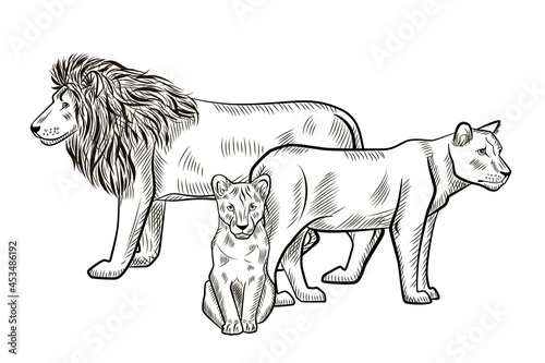 Family lions isolated on white background. Sketch graphic lion, lioness, cub predator of savannah in engraving style.