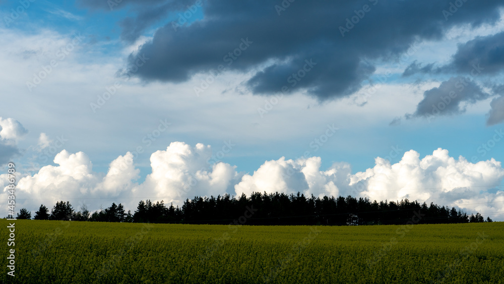 beautiful clouds over a field of flowering rapeseed. A large rapeseed field near the forest on a sunny day. The white fluffy clouds are split into two lines by the wind. beautiful clouds over a field of flowering rapeseed. A large rapeseed field near the forest on a sunny day. The white fluffy clouds are split into two lines by the wind.