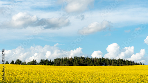 beautiful clouds over a field of flowering rapeseed. A large rapeseed field near the forest on a sunny day. The white fluffy clouds are split into two lines by the wind.
