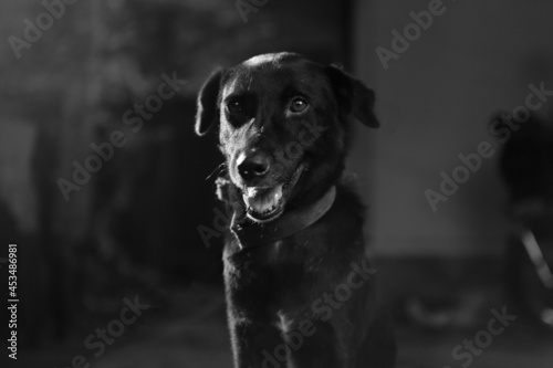 Fototapeta Naklejka Na Ścianę i Meble -  black and white dog