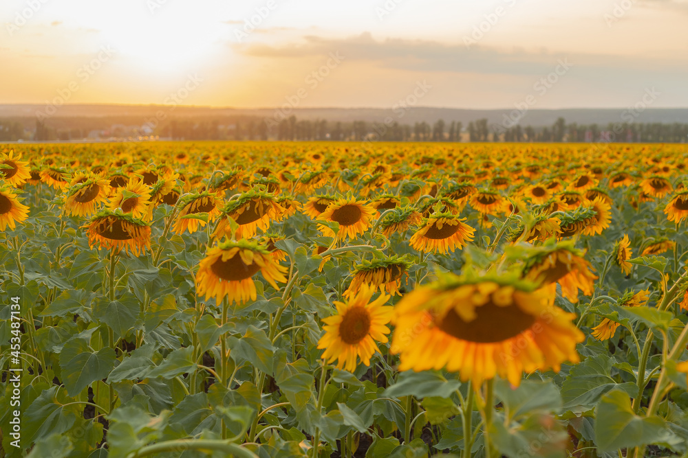 Obraz premium Sunflower field on a warm summer evening