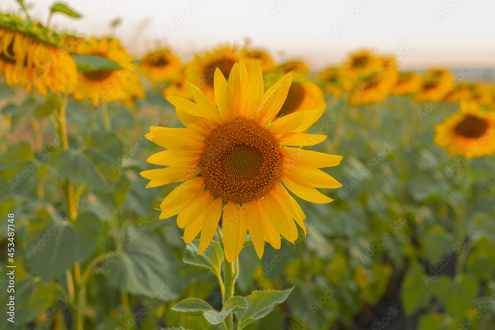 Fototapeta premium Large sunflower in a sunflower field against the backdrop of a beautiful sunset.