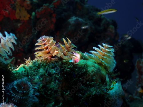 Christmas tree worms landscape