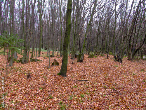 Catholic Christian cemetery in the forest in autumn. Ukraine, the village of Strusiv photo