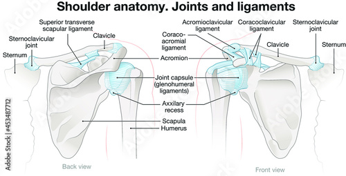 Shoulder anatomy. Joints and ligaments. Labeled vector illustration photo