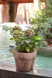 Beautiful hydrangea in flowerpot near the  basin in restaurant. 