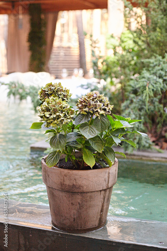 Fototapeta Naklejka Na Ścianę i Meble -  Beautiful hydrangea in flowerpot near the  basin in restaurant. 