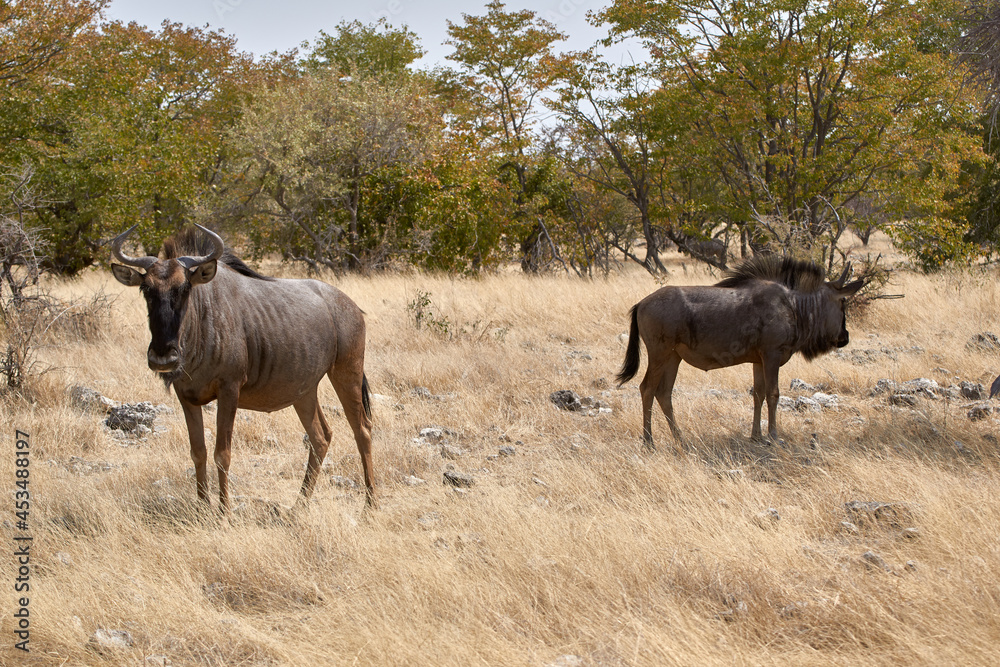 Two Blue Wildebeest (Connochaetes taurinus) in the savanna at Etosha national park, Namibia.
