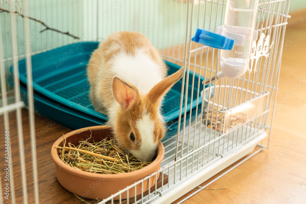 3 months old bunny rabbit eating hay food in his cage Stock Photo