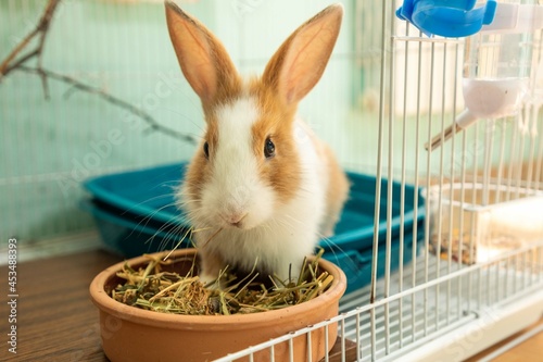 3 months old bunny rabbit eating hay food close up photo