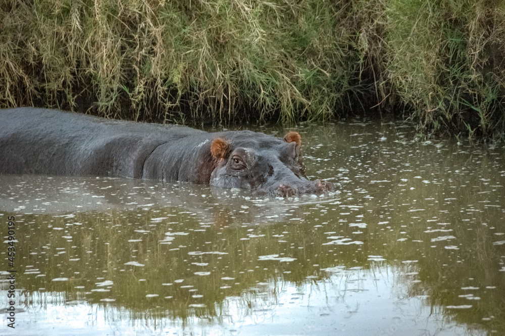 hippopotamus swimming in the wilderness hippopotamus swimming in the wilderness