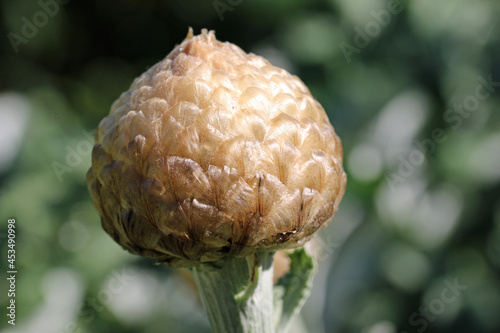 Silver coloured bud of an ornamental thistle in close up photo