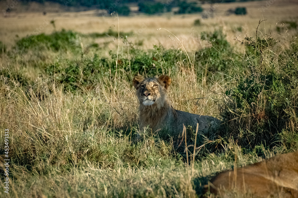 Lions roaming the Kenyan wilderness Lions roaming the Kenyan wilderness
