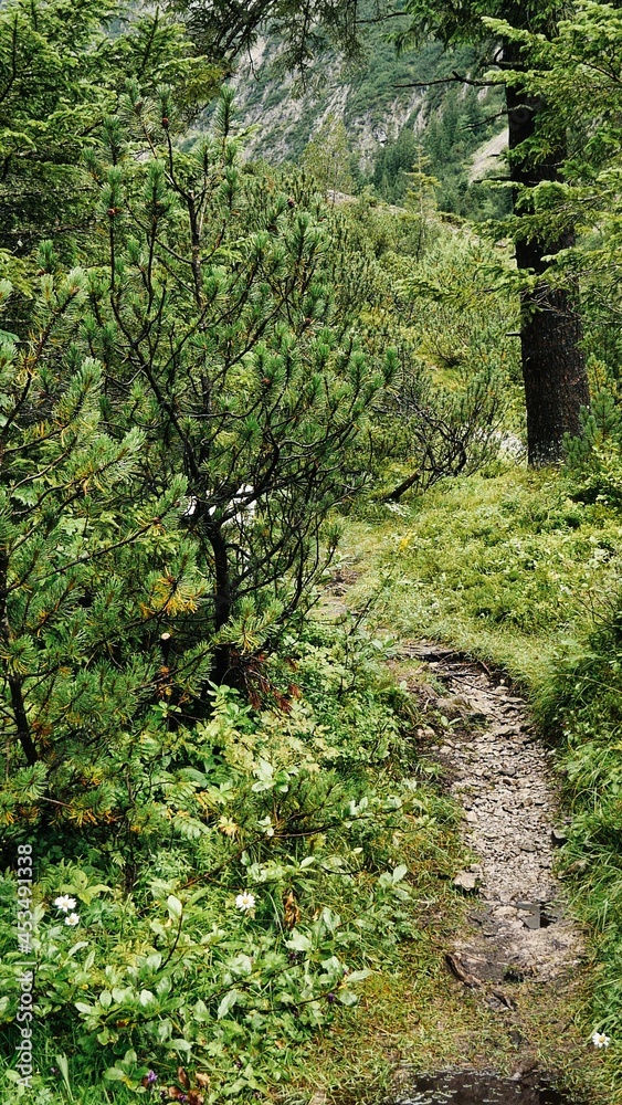 Wanderweg zum Branntweinboden bei Gramais in den österreichischen Alpen mit Bergkiefern Wanderweg zum Branntweinboden bei Gramais in den österreichischen Alpen mit Bergkiefern