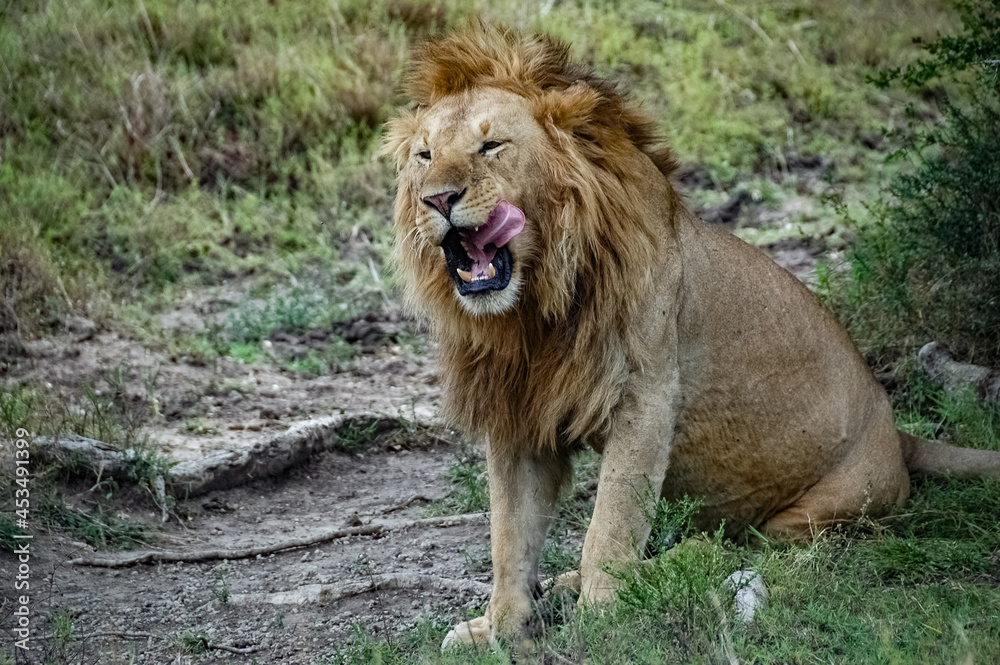 Lions roaming the Kenyan wilderness