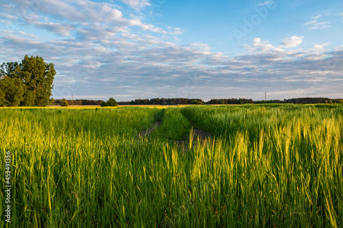 green barley field in spring, amazing rural landscape