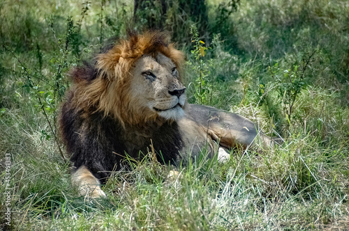 Lions roaming the Kenyan wilderness