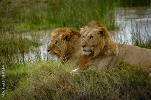 Fototapeta Naklejka Na Ścianę i Meble -  Lions roaming the Kenyan wilderness