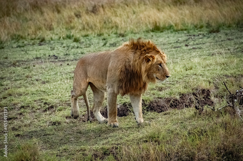 Lions roaming the Kenyan wilderness