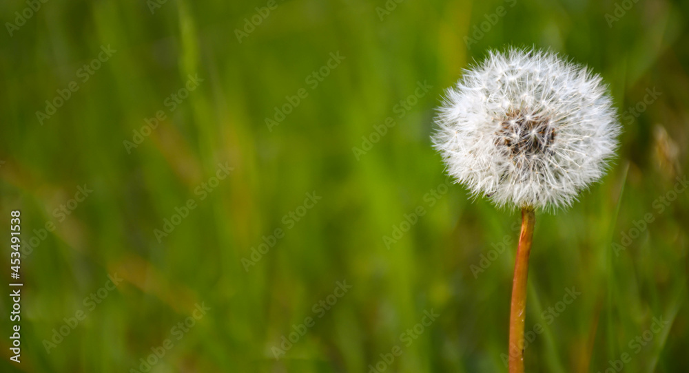 dandelion on the meadow, dandelion background, dandelion seeds