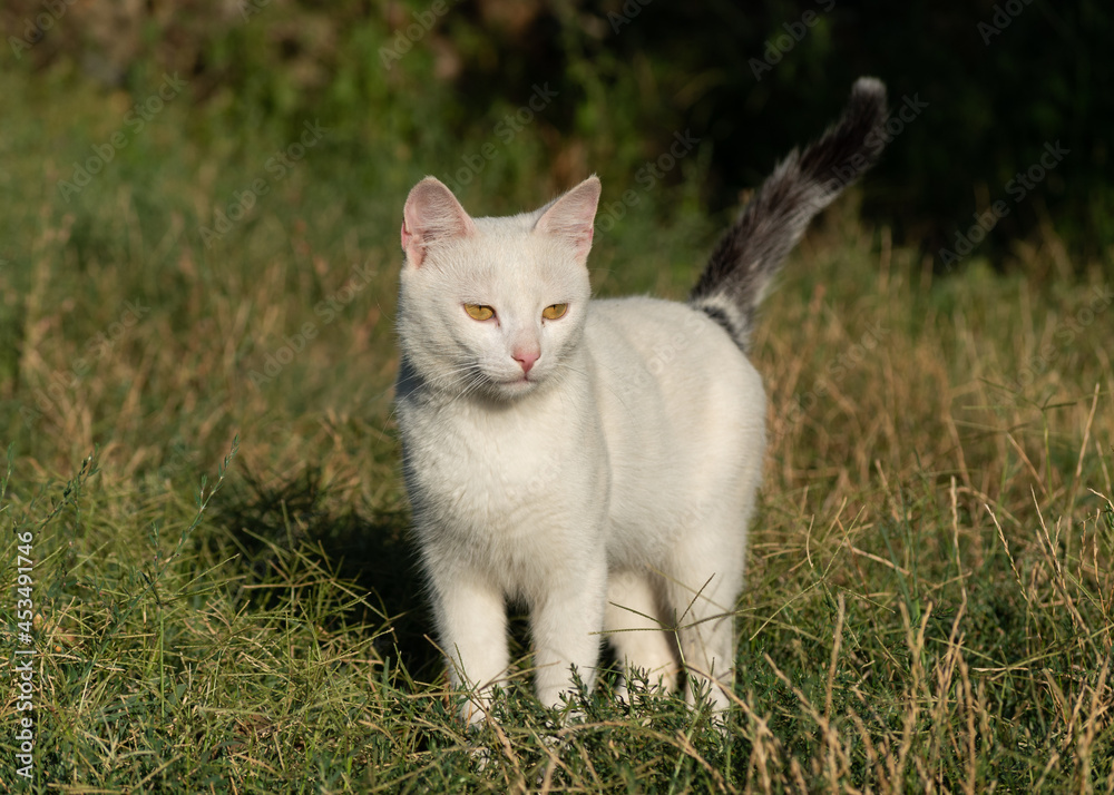 One white domestic cat with serious face stands in grass
