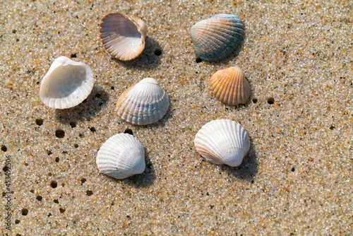 Closeup of small sea shells lying on a wet beach sand made even by ocean tide. Summer seaside holiday concept. Vacation at the beach. Relax during summer holiday.