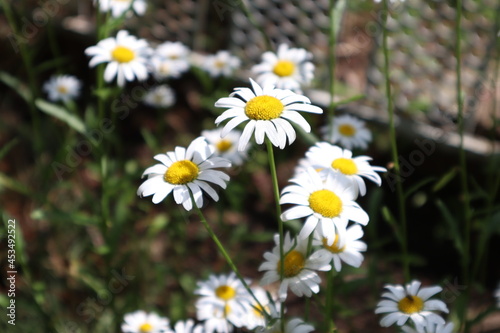 daisies in the garden