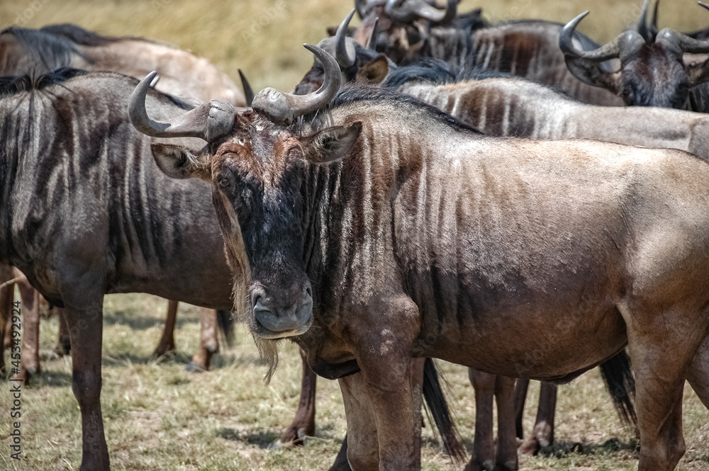 wildebeest roaming the Kenyan wilderness