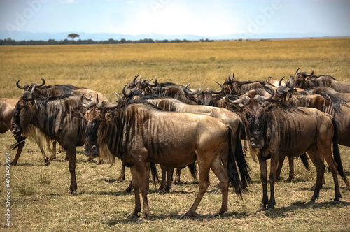 wildebeest roaming the Kenyan wilderness