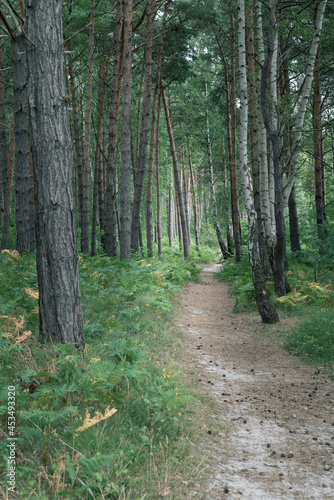 Narrow path through forest from Jastarnia to Jurata in northern Poland on Hel peninsula. Pine trees  birch trees and horsetail.Typical forest in Baltic coast.