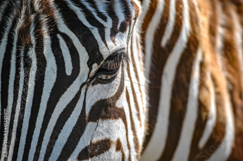 zebras roaming the Kenyan wilderness