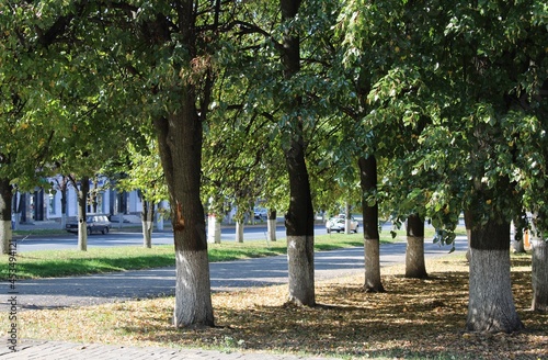 tree in park