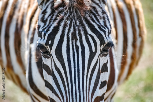 zebras roaming the Kenyan wilderness