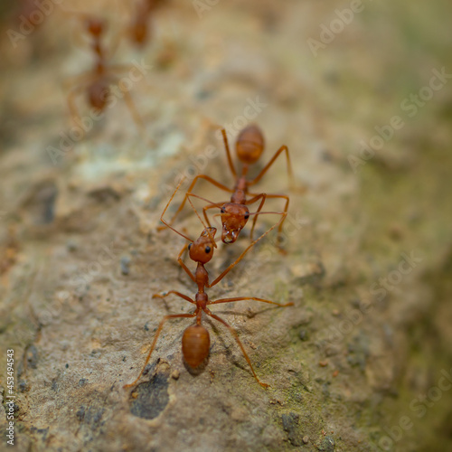 The two ants communicating © Omaga1177