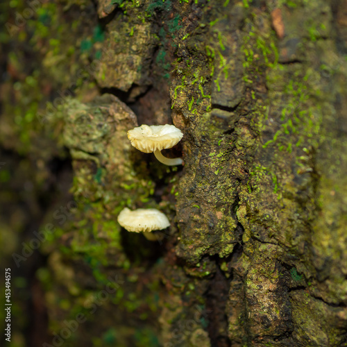 A small mushroom grows under the tree © Omaga1177