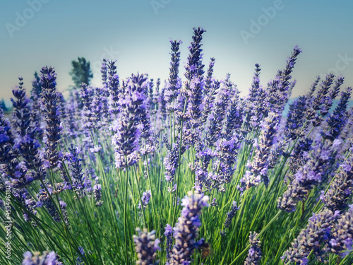 Lavender Plant