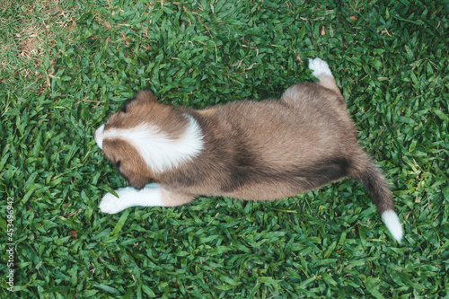 Top view of a one month puppy with splotched fur lying on the grass. A relaxed pup outside. photo